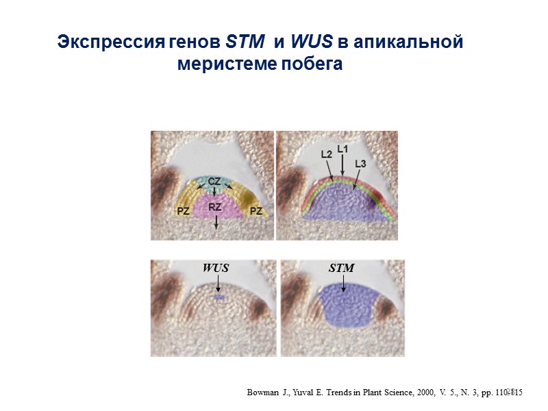 Экспрессия генов STM  и WUS в апикальной меристеме побега Bowman J., Yuval E.
